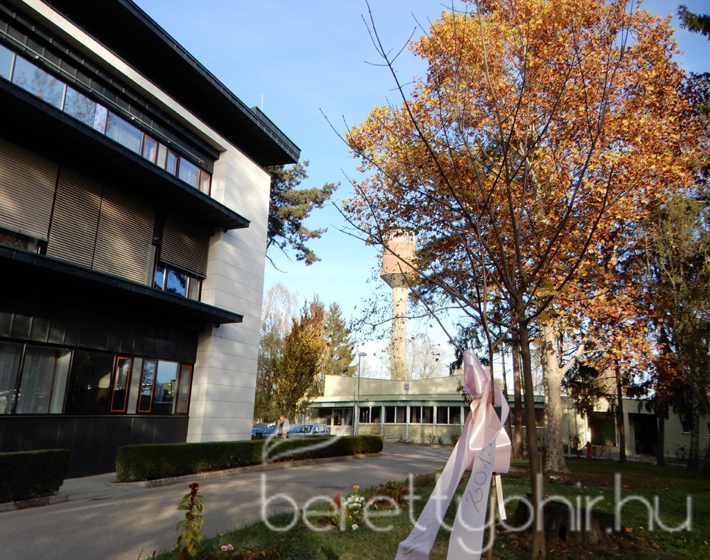 Tulipánfával a mellrák ellen 19